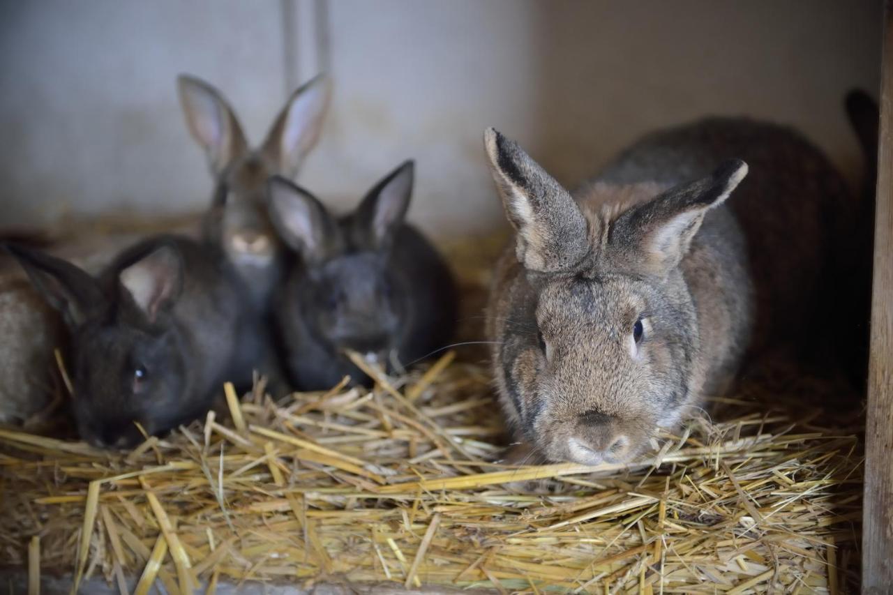 Penzion Mala Farma Nemojany Eksteriør bilde
